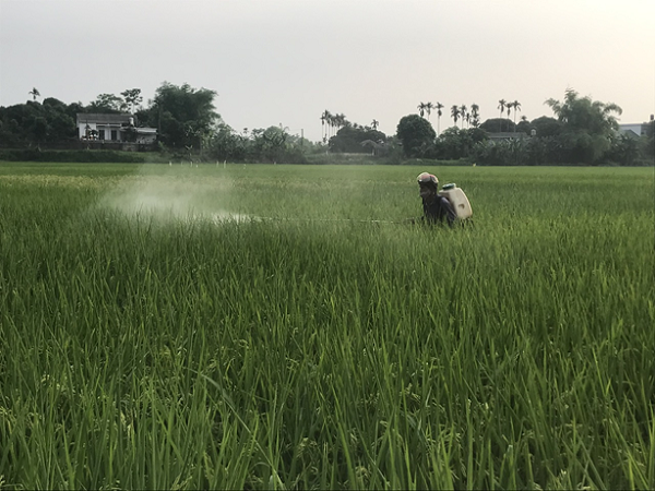 Nông dân xã Hanh cù tích phòng trừ sâu bệnh trên cây lúa Đông Xuân